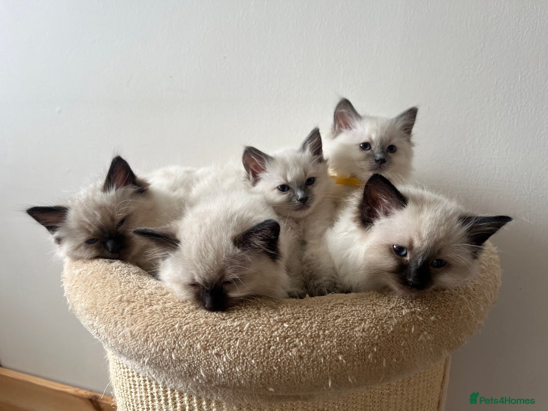 Ragdoll cats for sale: Ragdoll Kitten GCCF, ready now. - Image 20