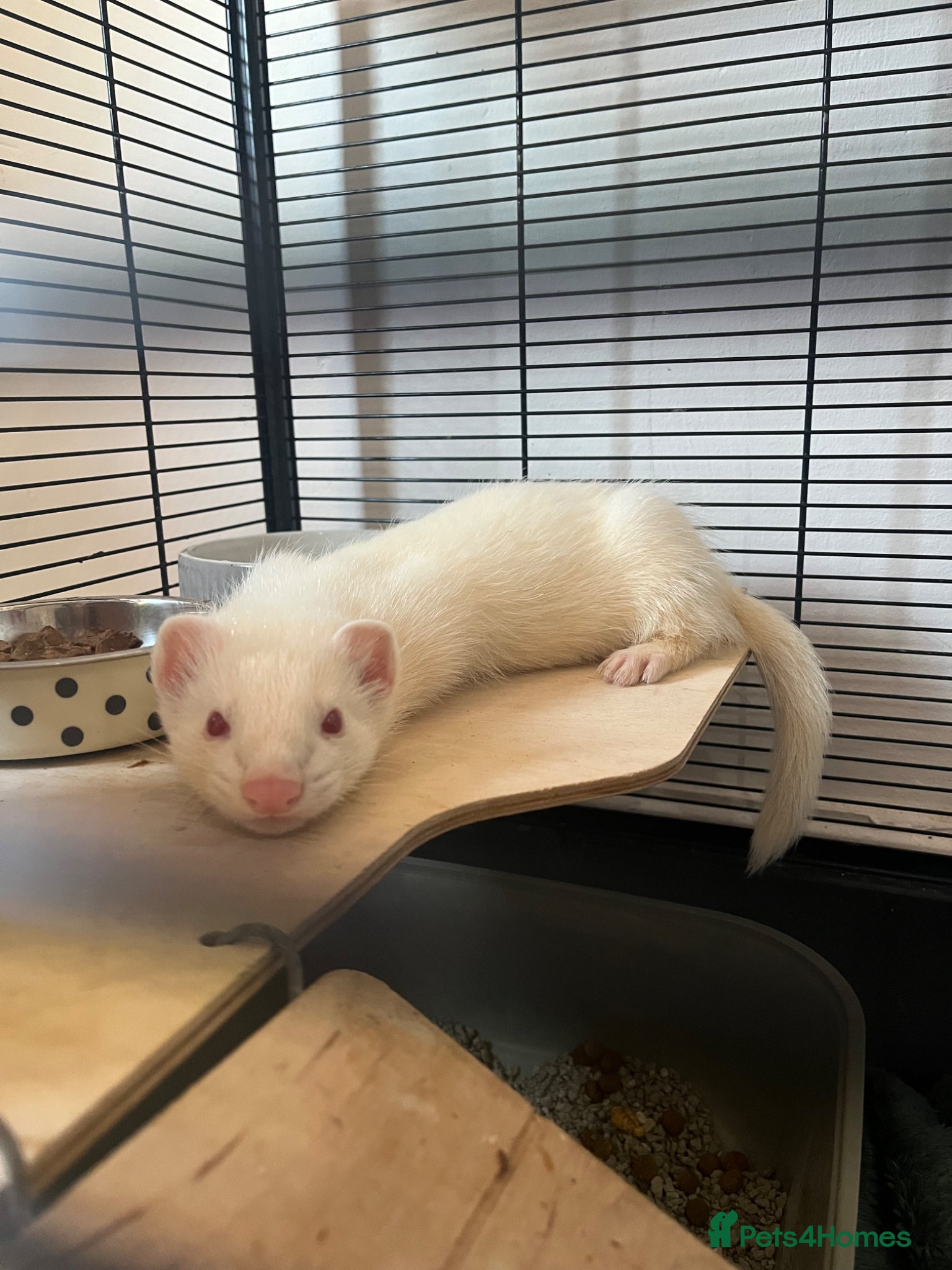 Ferret rodents baby albino ferret - Advert 18