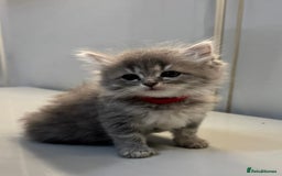 Ragdoll cats for sale: Fluffy Gorgeous Ragdoll Cross Kittens - Image 5