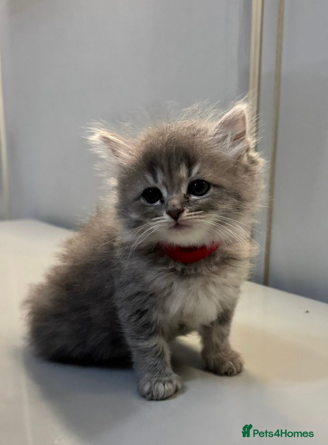 Ragdoll cats for sale: Fluffy Gorgeous Ragdoll Cross Kittens - Image 5