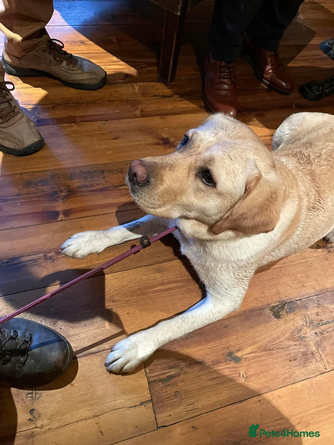 Labrador Retriever dogs for sale: Fabulous KC Champion Lines Labrador Puppies - Advert 2