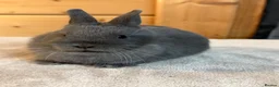 Netherland Dwarf rabbits for sale: Stunning Netherland Dwarfs  - Advert 3
