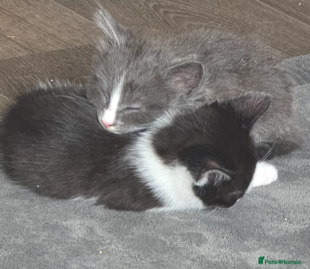 Mixed Breed cats for sale: Mixed kittens  - Advert 3