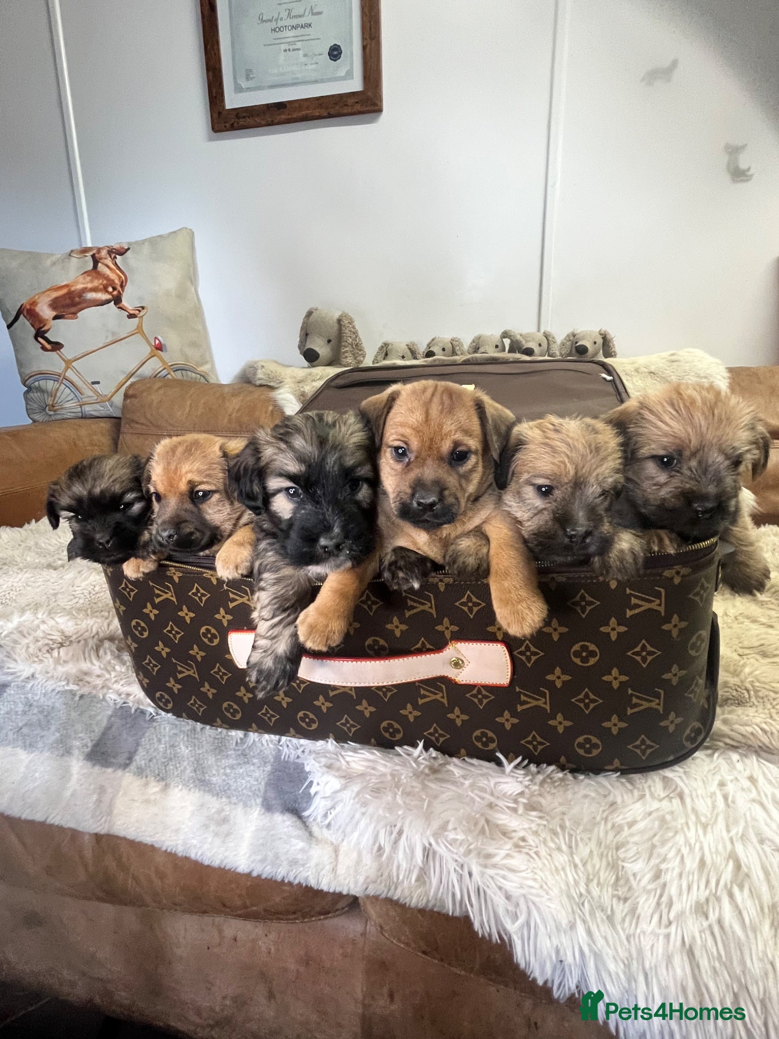 Mixed Breed dogs Stunning Norjacks - Advert 1