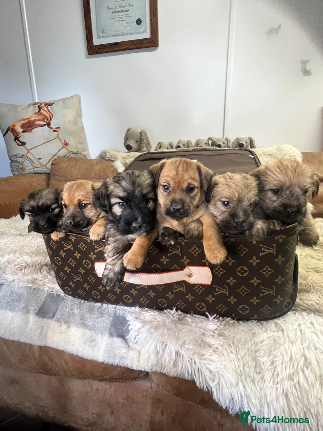 Mixed Breed dogs for sale: Stunning Norjacks - Advert 1