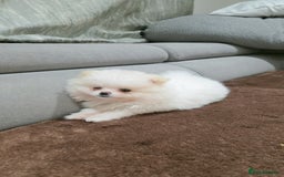 Pomeranian dogs for sale: Pomeranians of the original breed  - Image 6