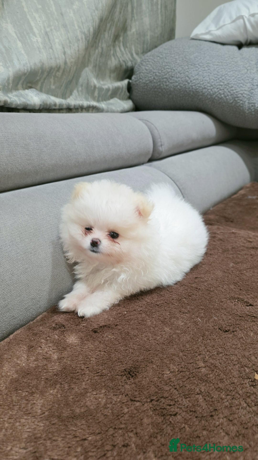Pomeranian dogs for sale: Pomeranians of the original breed  - Image 6