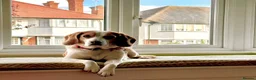Beagle dogs for adoption: Otto (Beagle) in London - Advert 3