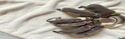 Whippet dogs for sale: KC Whippet Puppies  - Advert 11
