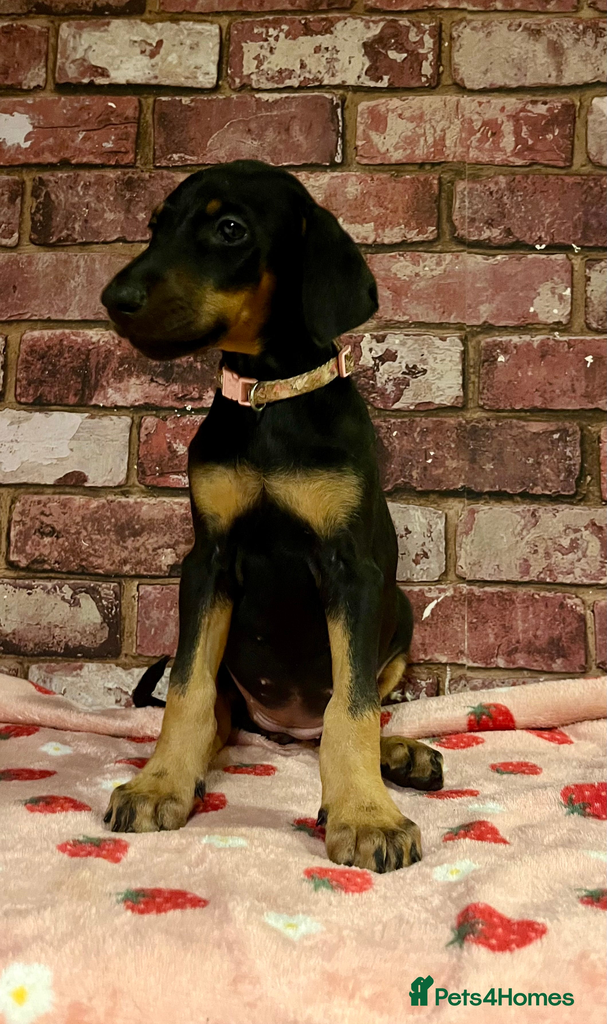 Dobermann dogs KC health tested Doberman puppies - Advert 12