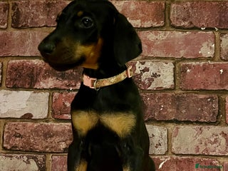 Dobermann dogs KC health tested Doberman puppies - Advert 3