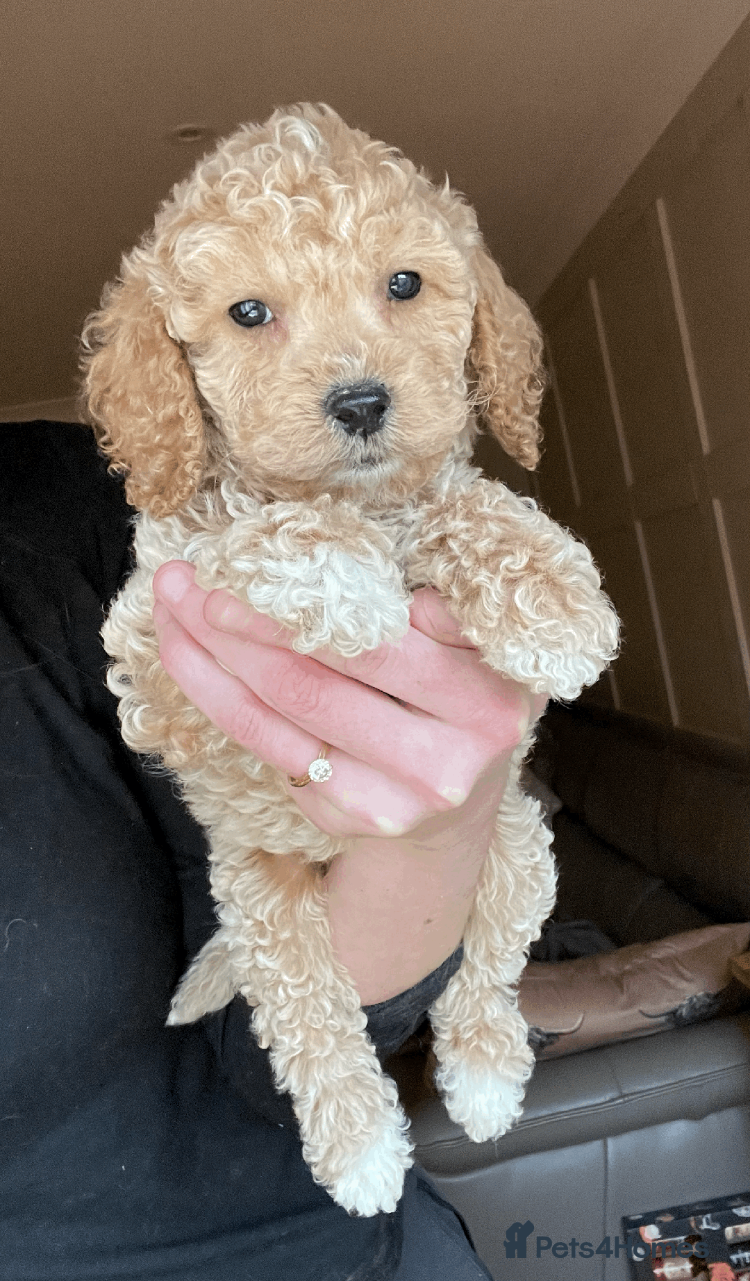 Cockapoo dogs for sale: F1b TOY COCKAPOO PUPS - DNA Health Tested!! - Advert 23