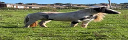 Irish Cob horses for sale: Anyone for a picturesque Project  - Advert 3