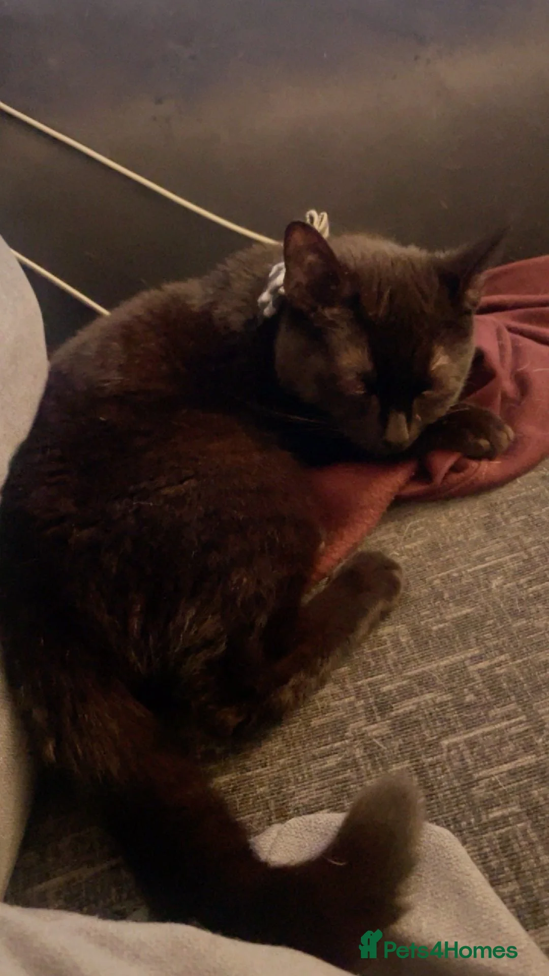 Mixed Breed cats for sale: Here is two beautiful cats one female and one male - Advert 4