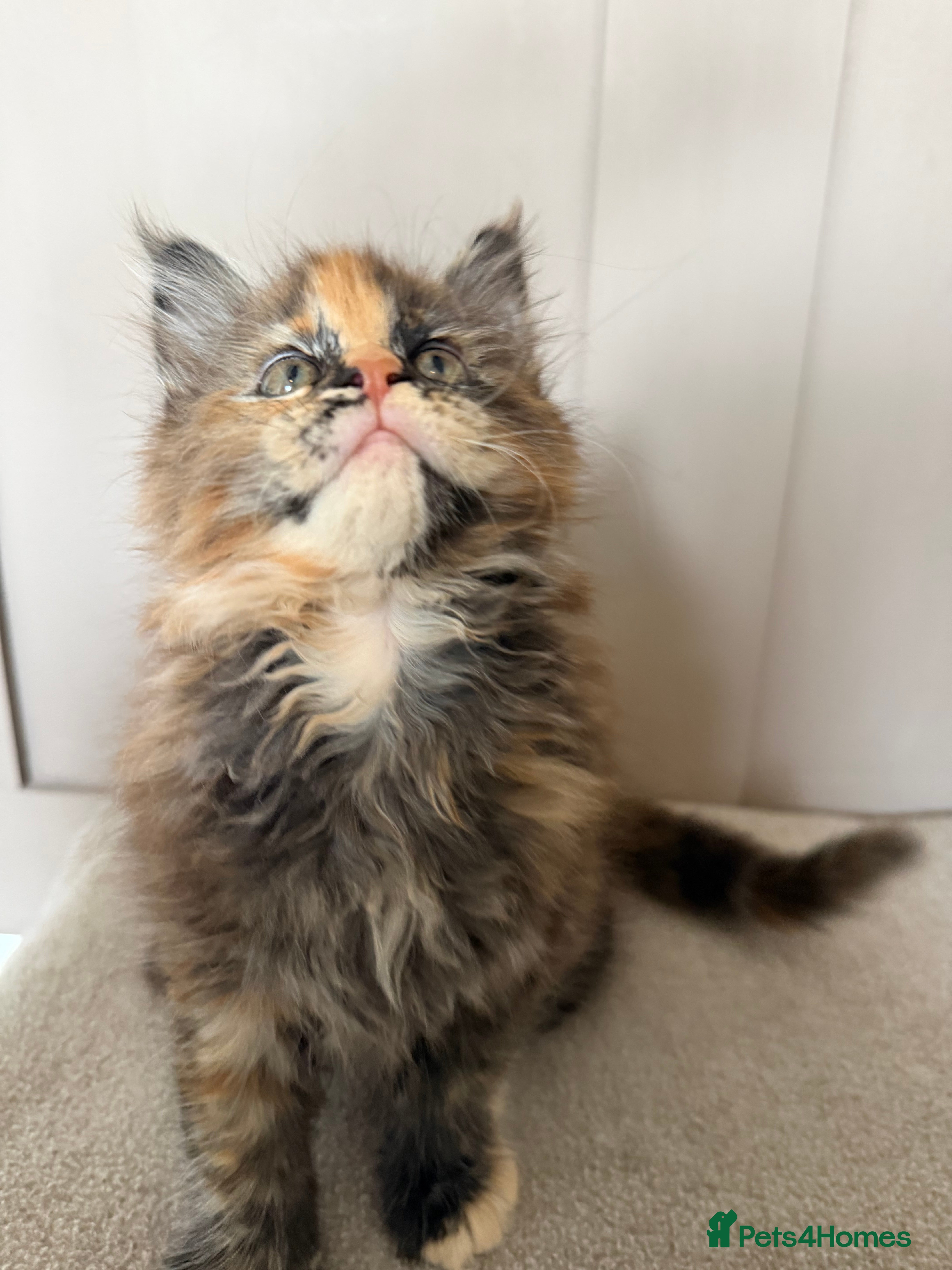 Maine Coon cats ⭐️READY NOW* TICA MAINECOON KITTEN’S⭐️🏆 - Advert 15