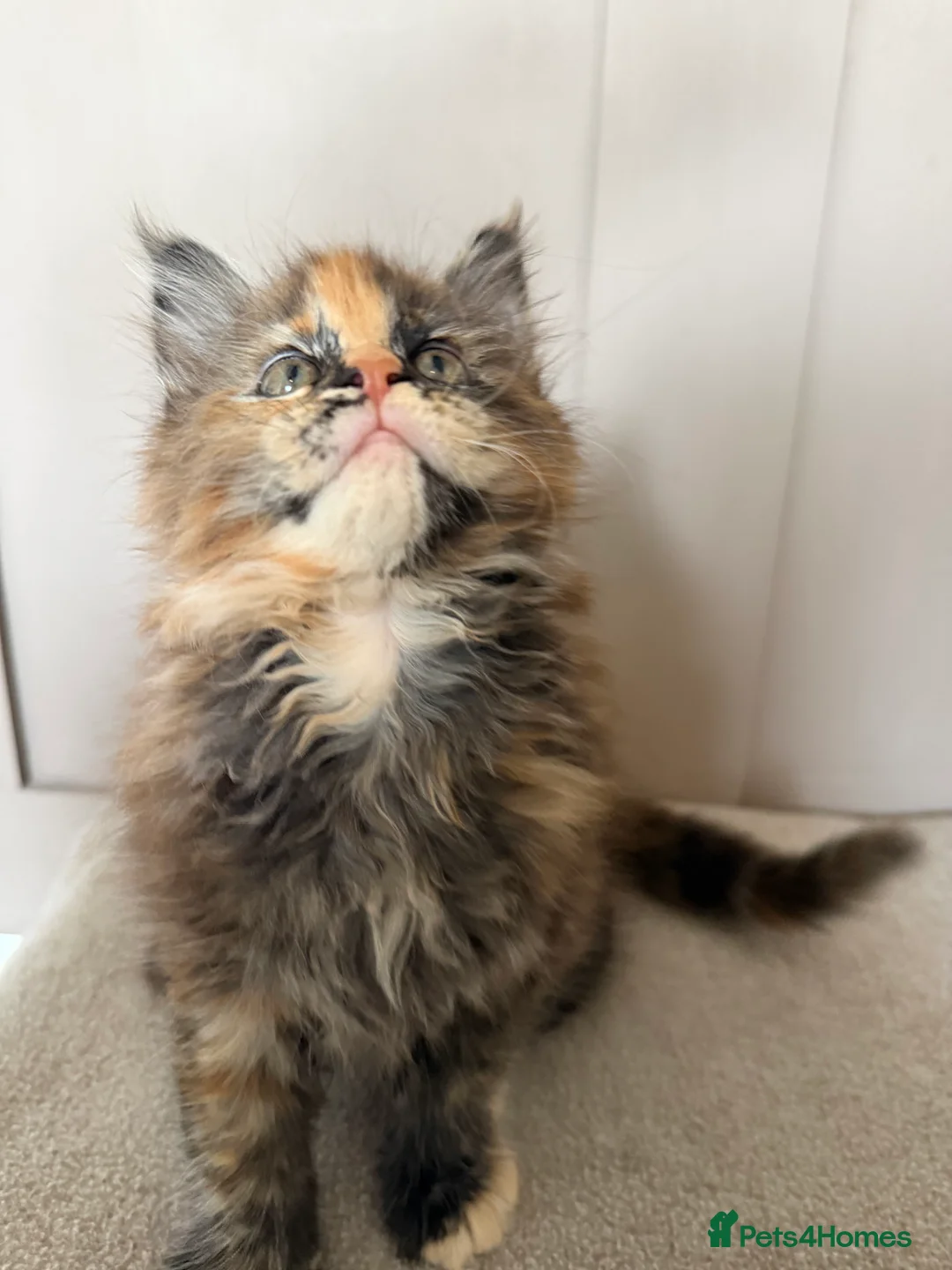 Maine Coon cats for sale: ⭐️READY NOW* TICA MAINECOON KITTEN’S⭐️🏆 - Advert 2