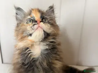 Maine Coon cats ⭐️READY NOW* TICA MAINECOON KITTEN’S⭐️🏆 - Advert 15