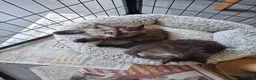 Maine Coon cats for sale: Pure Maine Coon Kittens - Advert 8