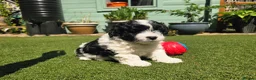 Lhasapoo dogs for sale: Stunning Lhasapoo Puppies. READY NOW! - Advert 16
