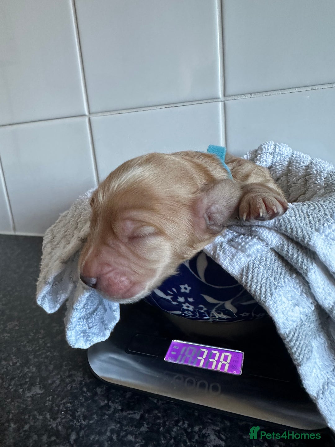 Cockapoo dogs for sale: Red & Apricot Cockapoo puppies  - Advert 8