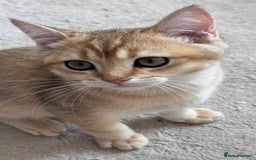British Shorthair cats for sale: BSH GCCF Girl and Boy NY 12 GOLDEN BLACK SHEDDED  in Basildon - Image 3