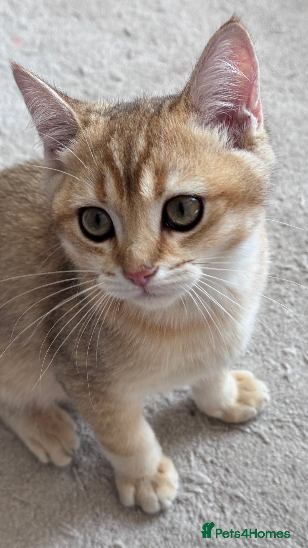 British Shorthair cats for sale: BSH GCCF Girl and Boy NY 12 GOLDEN BLACK SHEDDED  in Basildon - Image 3