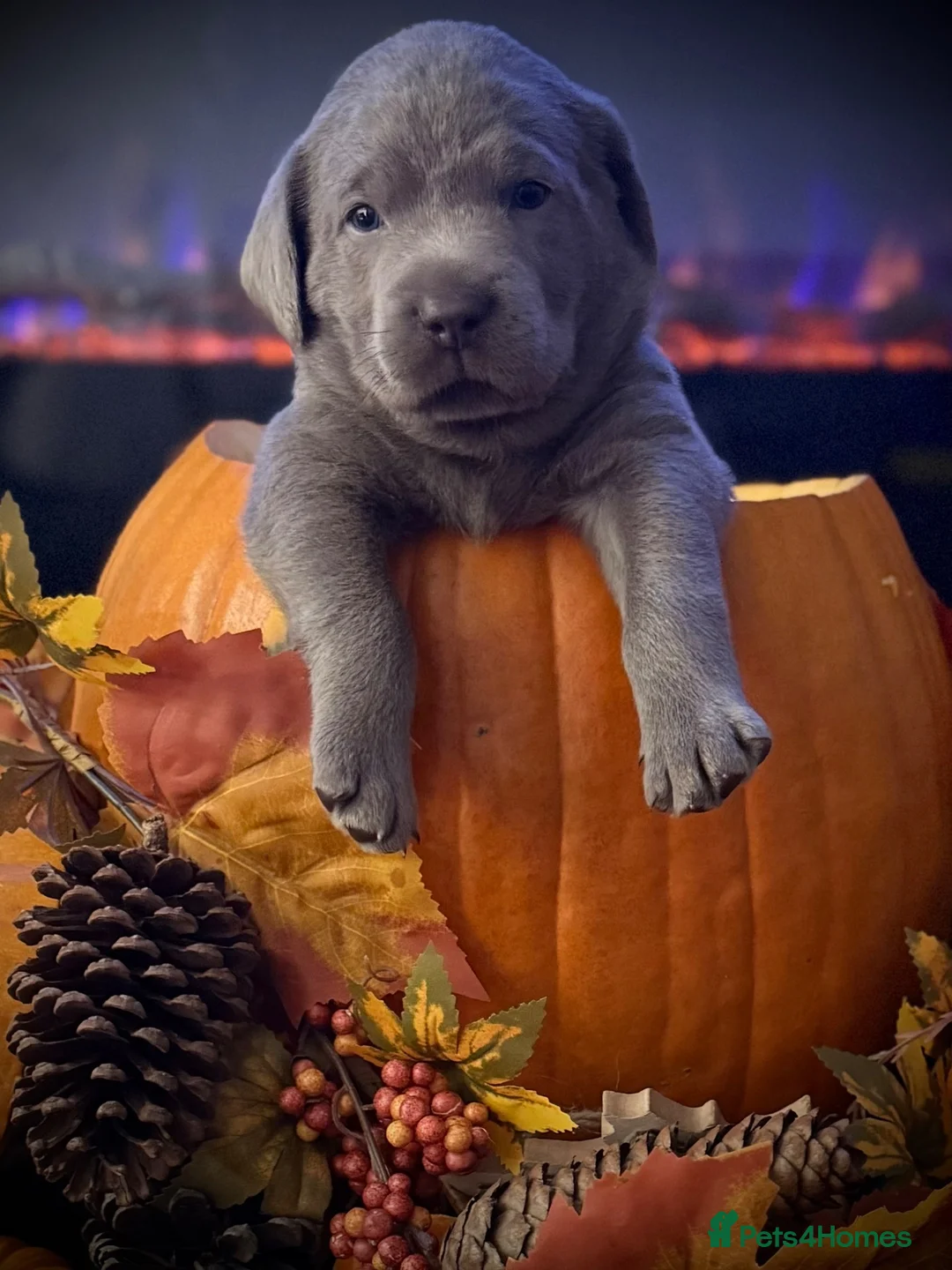 Labrador Retriever dogs for sale: KC health tested 2females left,champagne & silver  - Advert 1