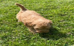 Cavapoo dogs for sale: Cavapoo puppies  - Image 6