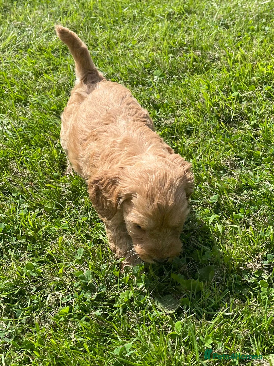 Cavapoo dogs for sale: Cavapoo puppies  - Image 6