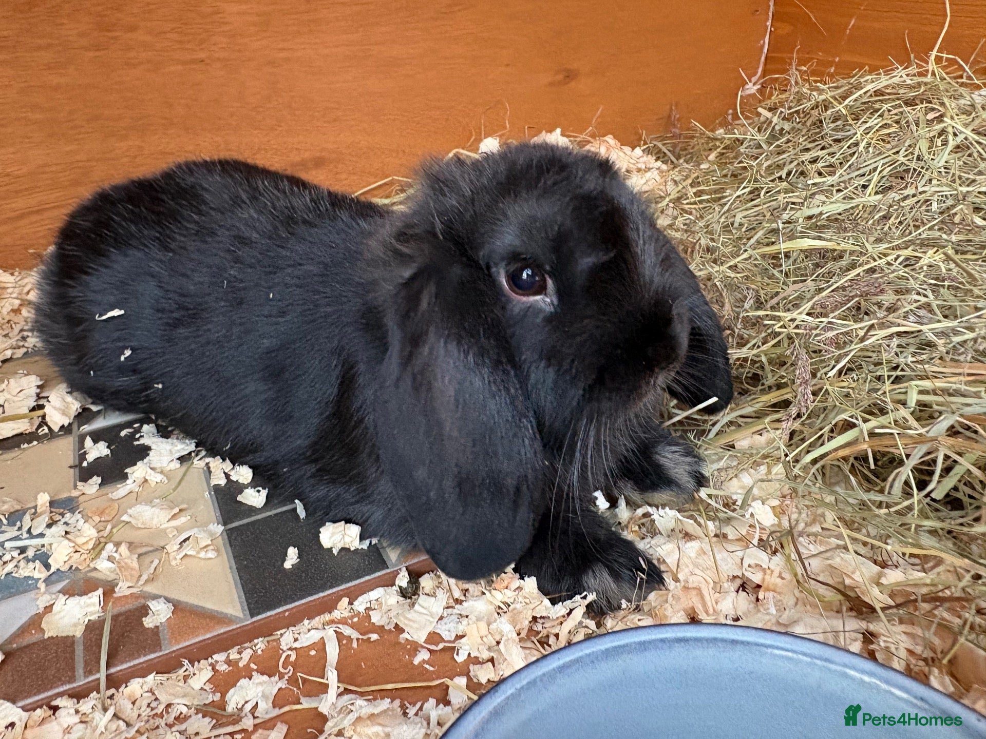 Mini Lop rabbits Mini Lop for sale - Advert 21