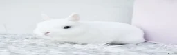 Netherland Dwarf rabbits for sale: 🩵✨ Blue Eyed White Netherland Dwarf Doe  - Advert 3