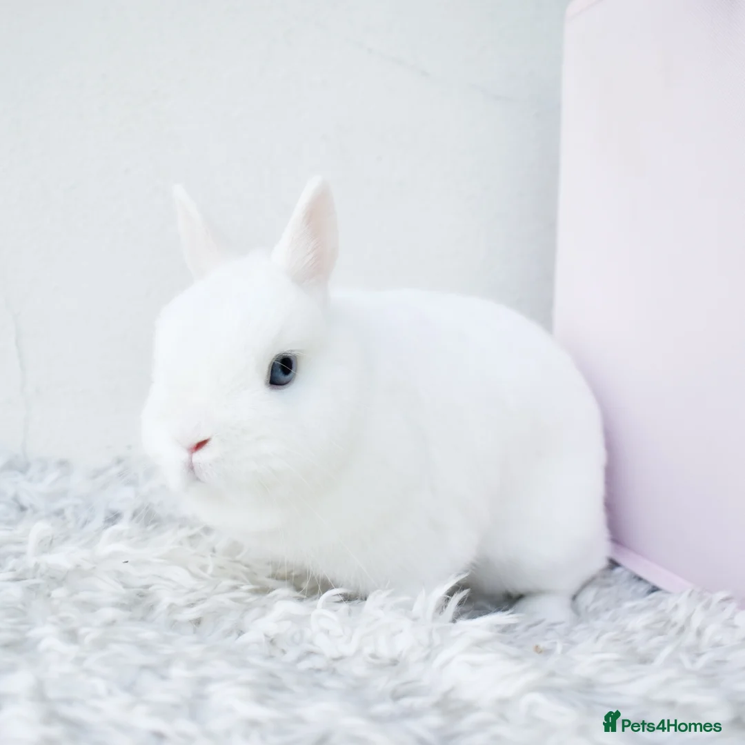 Netherland Dwarf rabbits for sale: 🩵✨ Blue Eyed White Netherland Dwarf Doe  - Advert 3