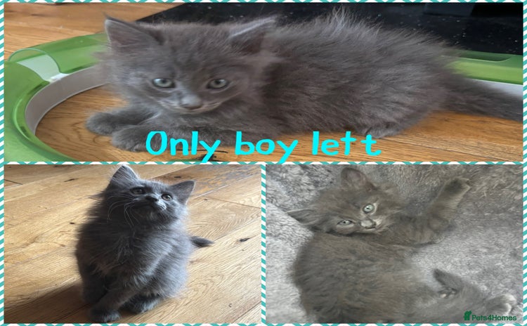 Russian Blue cats - Advert 1