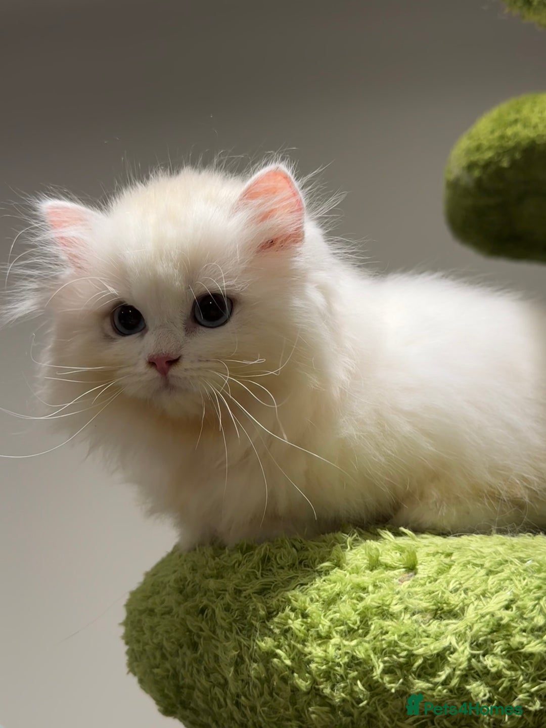 Munchkin cats for sale: Top level Super stunning & rare Minuet - Advert 6