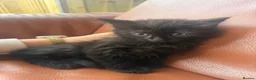 Mixed Breed cats for sale: Mixed litter  in Enfield - Advert 4