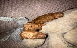 Toy Poodle dogs for stud: For stud toy poodle £125 - Image 9