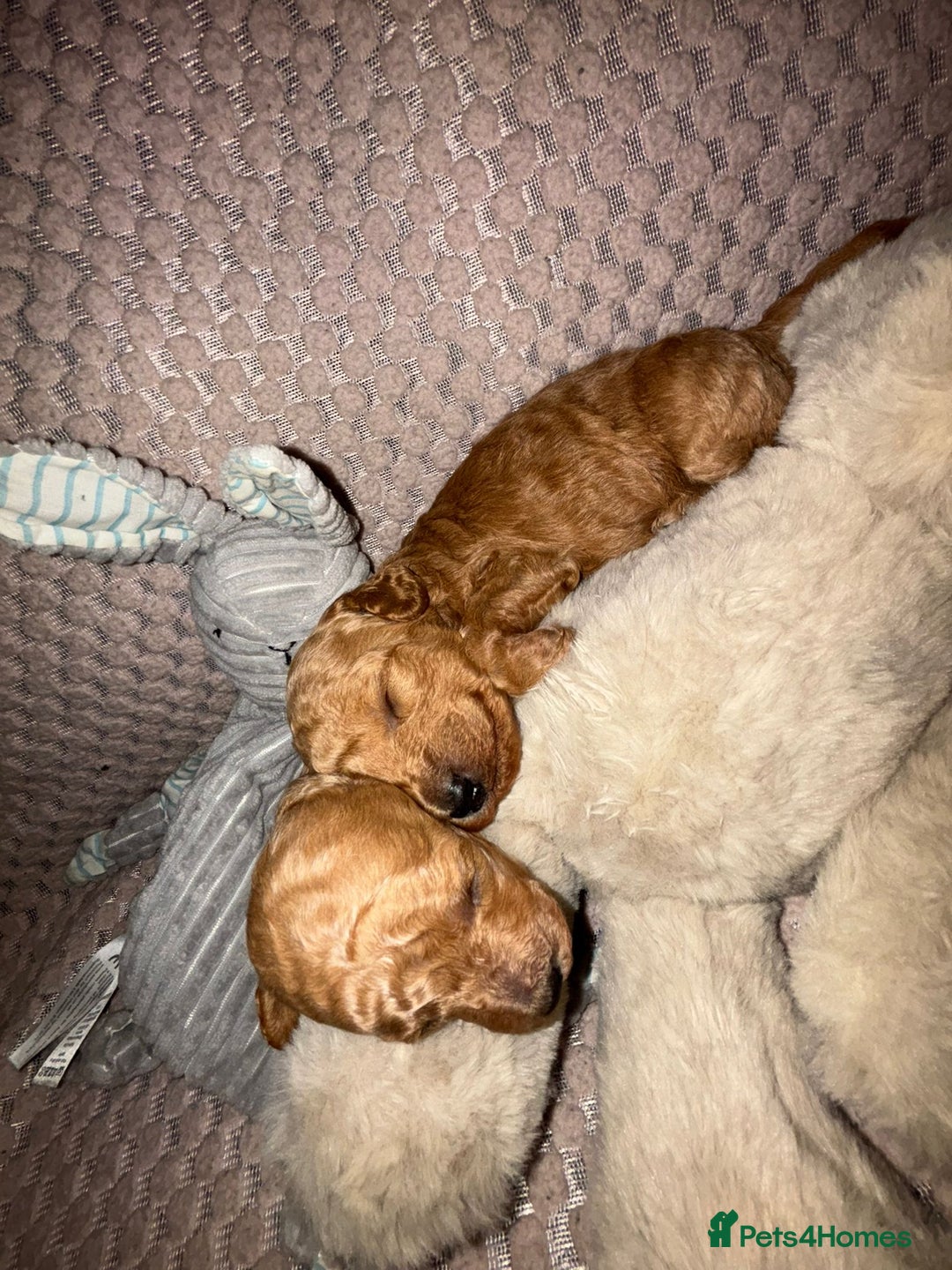 Toy Poodle dogs for stud: For stud toy poodle £125 - Image 9