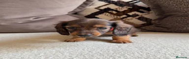 Shaded Red - Boy (Blue Collar)