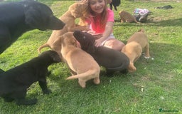 Labrador Retriever dogs for sale: Beautiful Labrador pups  - Image 15