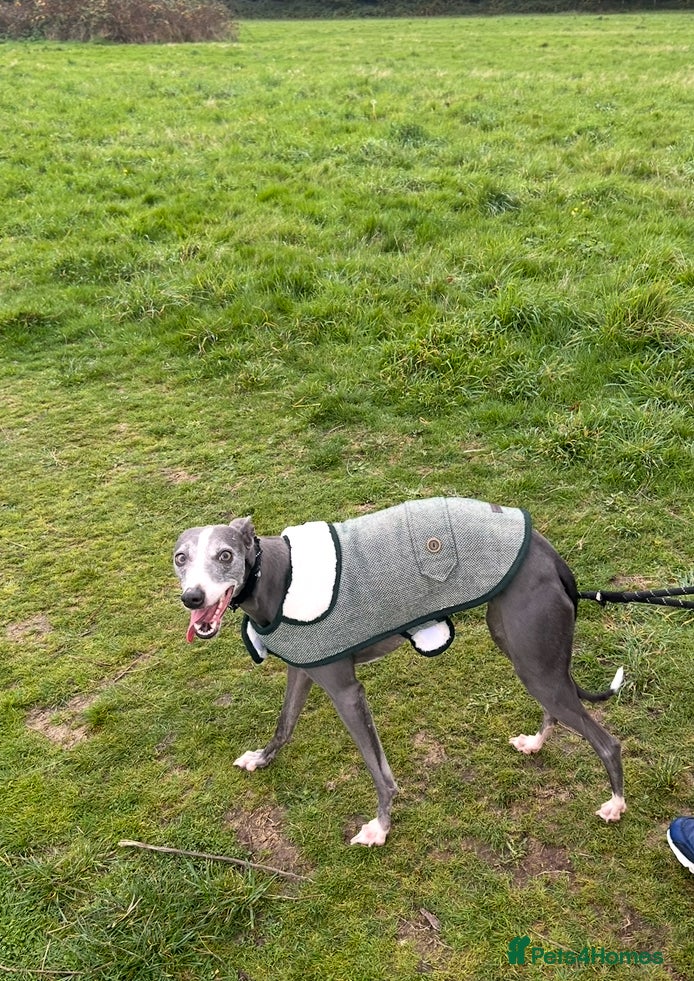 Whippet dogs Kennel club blue whippet puppies  - Advert 1