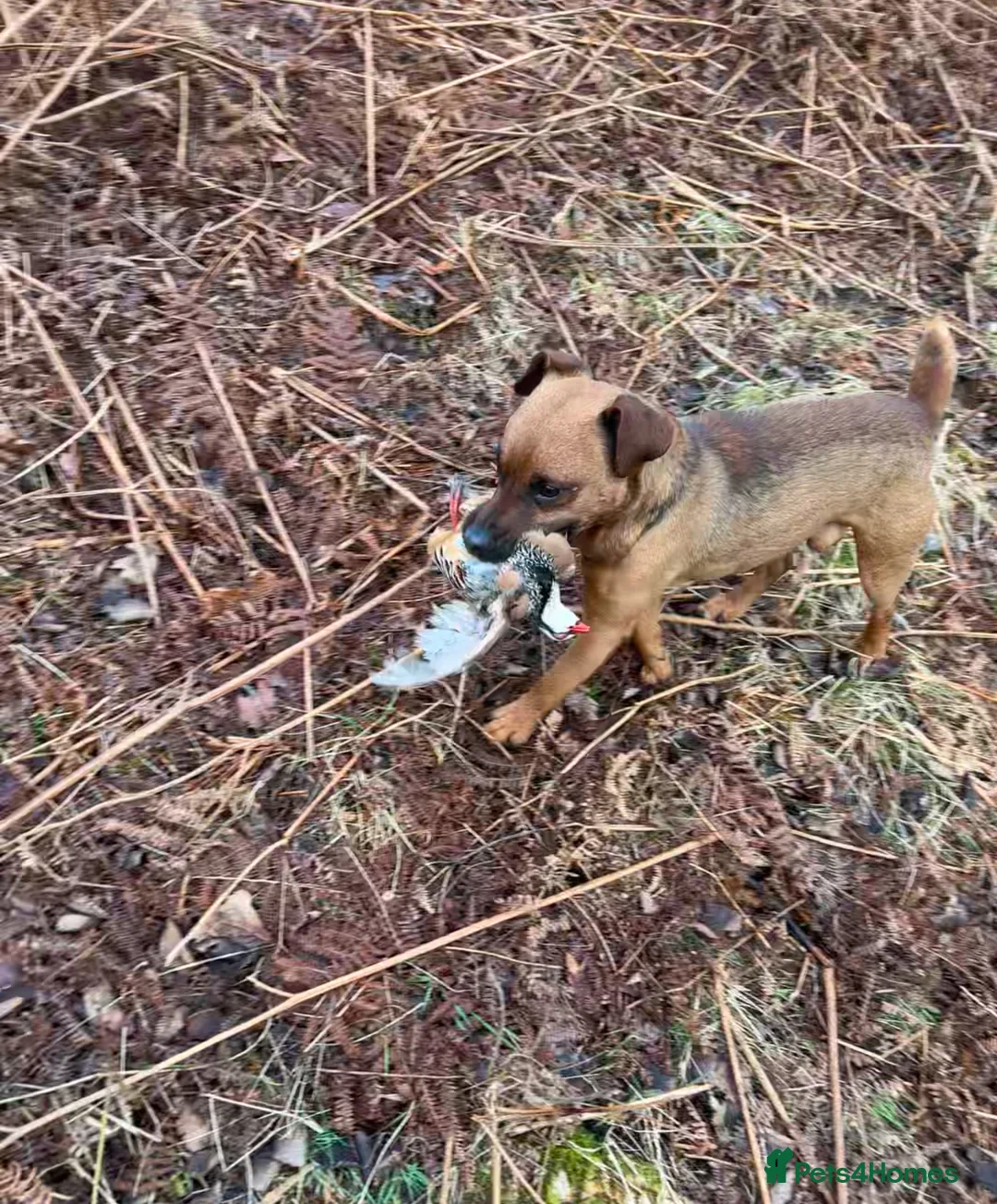 Patterdale Terrier dogs for stud: Super All Round Working Fell Terrier  in Hawes - Advert 17