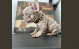 French Bulldog dogs for stud: Solid Isabella Frenchie Stud - Image 4