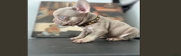 French Bulldog dogs for stud: Solid Isabella Frenchie Stud - Advert 4