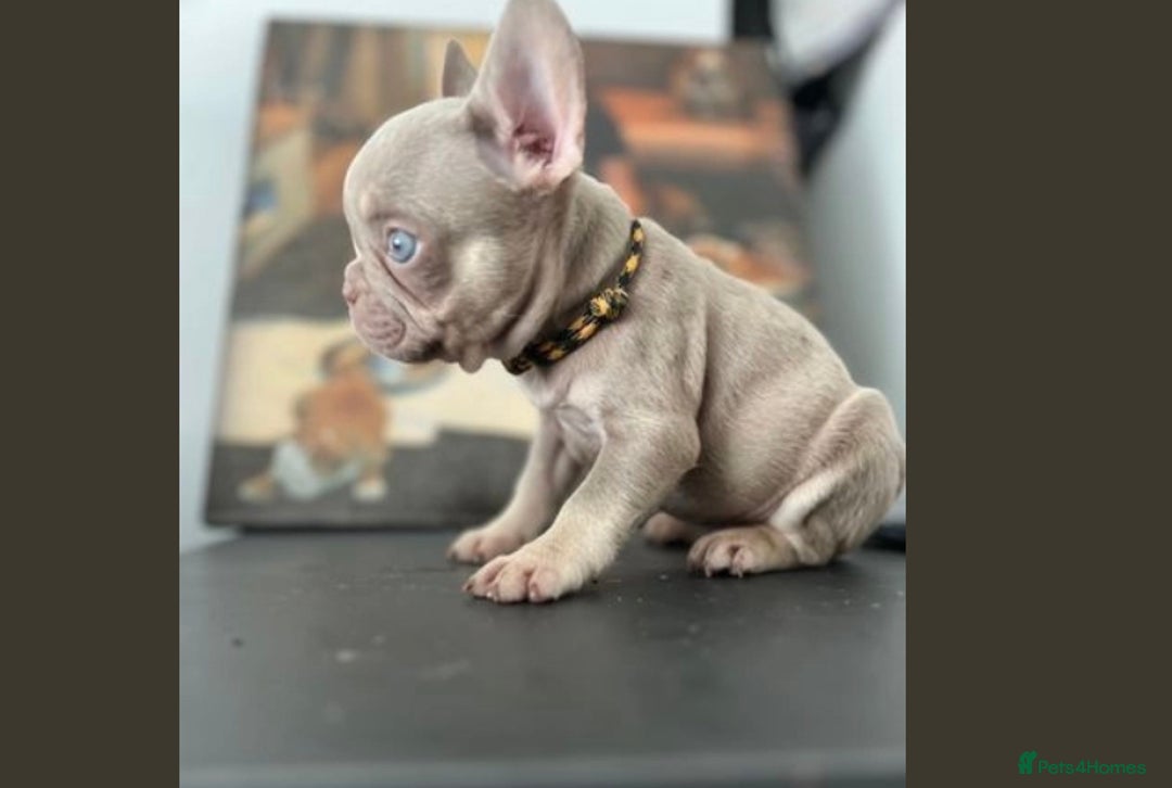 French Bulldog dogs for stud: Solid Isabella Frenchie Stud - Image 4
