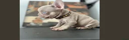 French Bulldog dogs for stud: Solid Isabella Frenchie Stud - Advert 4