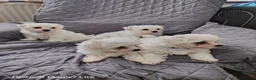 Maltese dogs for sale: Pure Maltese puppies❤️💙 - Advert 16