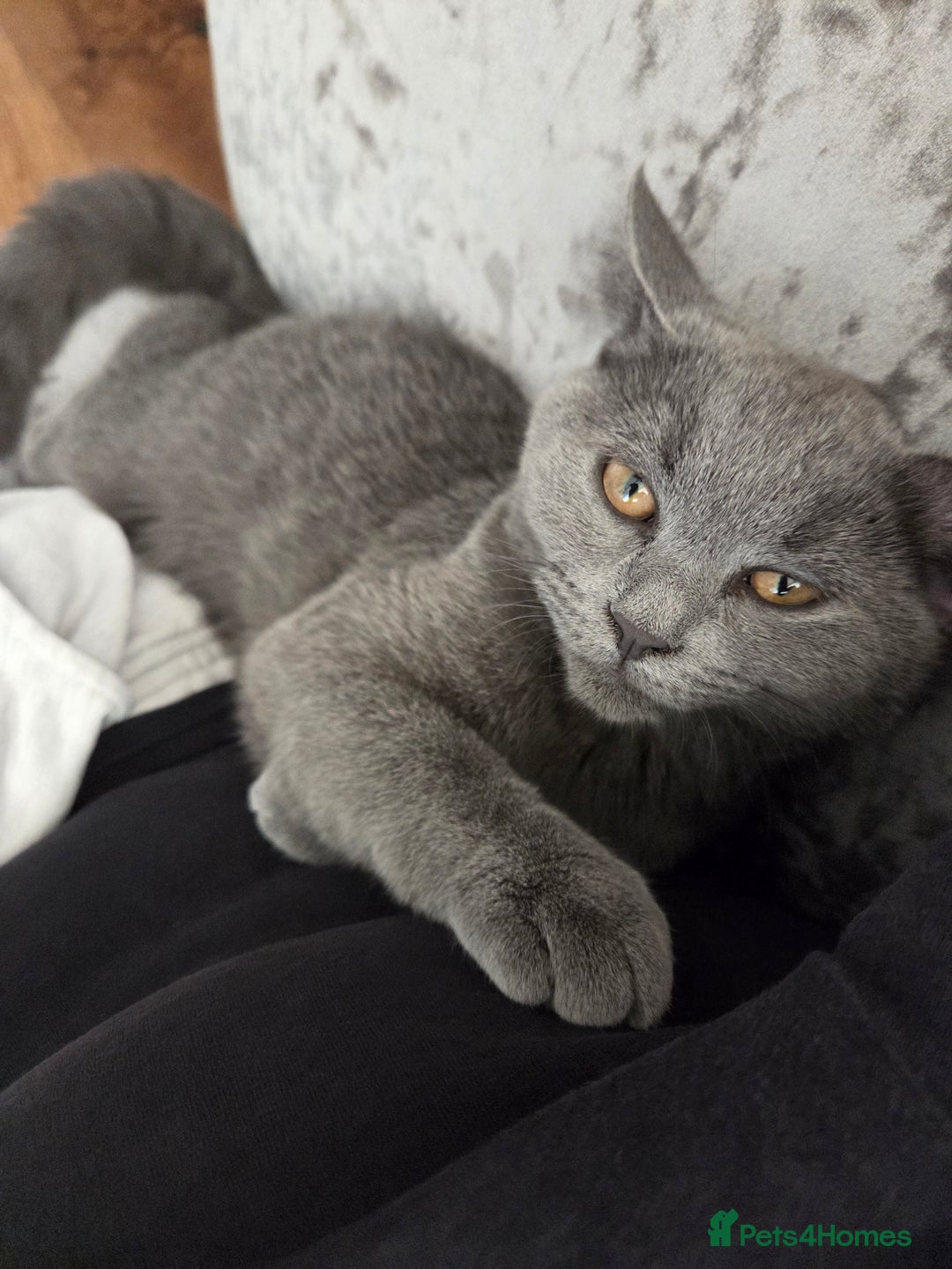 British Shorthair cats for sale: ☆ 6month male british shorthair kitten ☆ - Advert 1