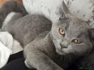 British Shorthair cats ☆ 6month male british shorthair kitten ☆ - Advert 1
