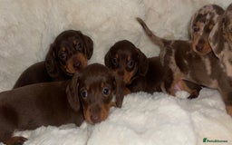 Miniature Dachshund dogs for sale: Miniature dachshund puppies - Image 9