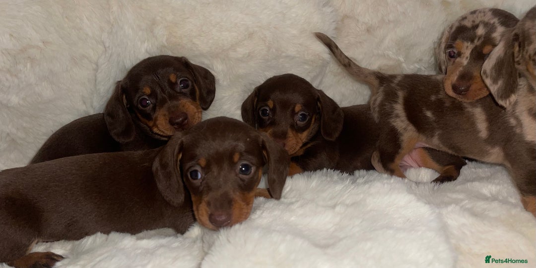 Miniature Dachshund dogs for sale: Miniature dachshund puppies - Image 9